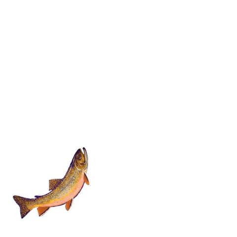 Wvu Mountaineers Sticker by WestVirginiaU