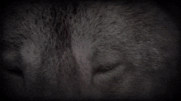 jimmybaixas  GIF