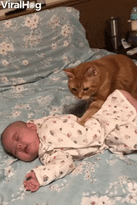 Cute-kitty-enjoying-in-resturent-funny-cat-gif GIFs - Get the best GIF on  GIPHY