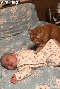 Cute-kitty-enjoying-in-resturent-funny-cat-gif GIFs - Get the best GIF on GIPHY Cute-kitty-enjoying-in-resturent-funny-cat-gif GIFs - Get the best GIF on GIPHY