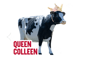 Cow Wisconsin Sticker by UW-River Falls