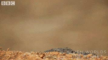 Lizard Running GIF by BBC Earth