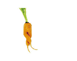 Pulpe de Vie Sticker