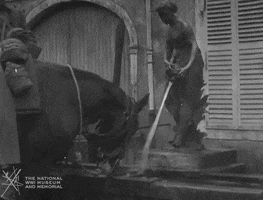 NationalWWIMuseum black and white horse military footage GIF