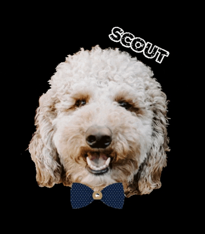 Scout Furbaby GIF by Team Porterfield