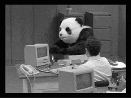 angry panda GIF