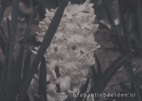 Flower Love GIF by BrabantinBeelden