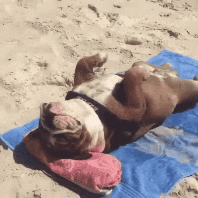 Bulldog on a beach
