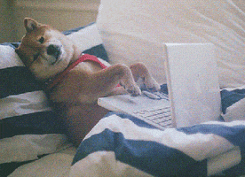 Work From Home Dog GIF