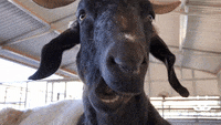 Chew On This | Best Friends Animal Sanctuary