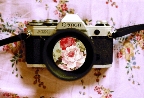  photography flowers camera canon blossom GIF