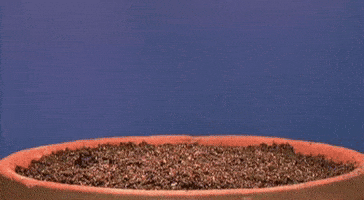 plants seeds GIF by New Economy Coalition