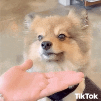 Dogs Puppy GIF by TikTok