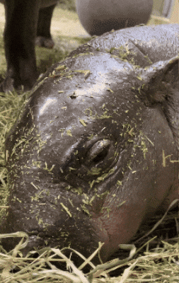 Tired Pygmy Hippo GIF by John Ball Zoo