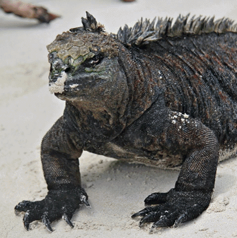 Family Adventure Vacation GIF