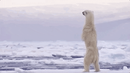 giphy.gif?cid=790b7611a44edac8c22933fe041599c0c3795bfe7e3b60b4&rid=giphy.gif&ct=g