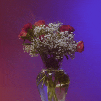 Flowers Roses GIF by Alie jackson