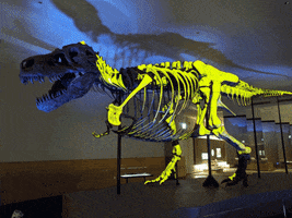 FMNH chicago dinosaur museum t rex GIF