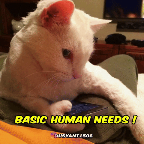 Cats Kittens GIF
