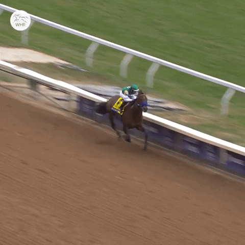 Sport Celebration GIF by World Horse Racing