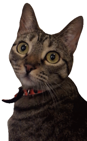 Cat Sticker