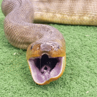 ball python yawn gif
