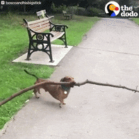 Dog Cute Dogs GIF by The Dodo