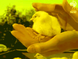 Baby Chick GIF