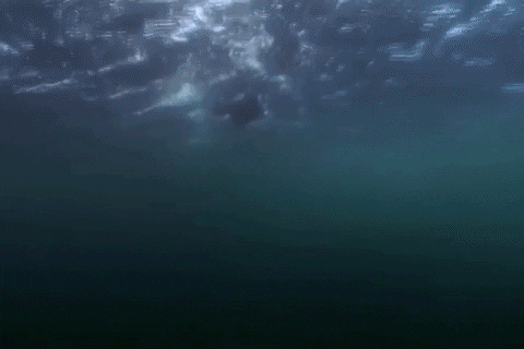 Lets Go Yes GIF by Shark Week