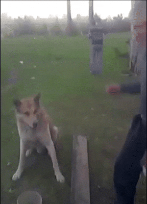 Dog Put It There GIF