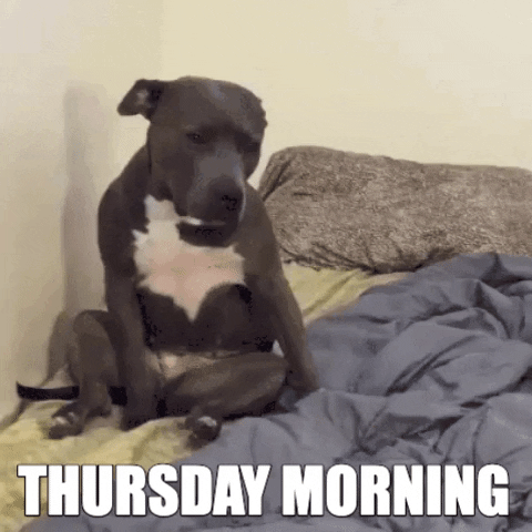 Video gif. A sweet gray pitbull sits up in bed and sways back and forth a little before collapsing back into the pillows to go back to sleep. Text, "Thursday morning."