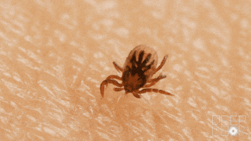 200.gif?cid=fc005b086bb0adc54511b4b126e068d4f5458207b6418259&rid=200.gif&ct=g