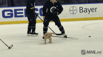 ice hockey dog GIF by NHL