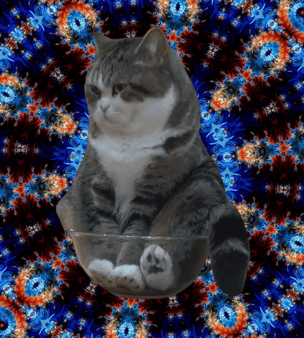 removebg cat meme trippy kitty GIF