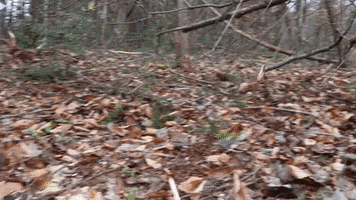 Bandit Wood Chipper GIF by JC Property Professionals