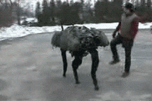 boston dynamics walking GIF