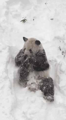 National Zoo News Gif Find Share On Giphy