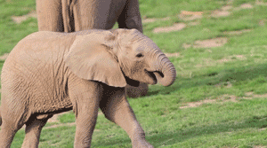 baby elephant