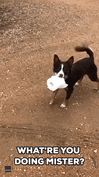 Two Dogs Dining GIF - Cute Funny Dogs - Discover & Share GIFs
