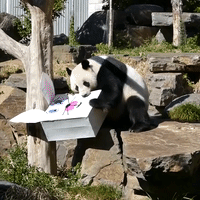 Adelaide Zoo Giant Pandas Enjoy Early Easter Treat