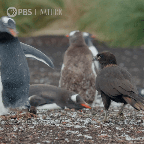 Penguin Birds GIF by Nature on PBS