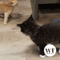 You Can Do It Cats GIF by Wolf Trap Animal Rescue