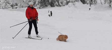 cat towing GIF