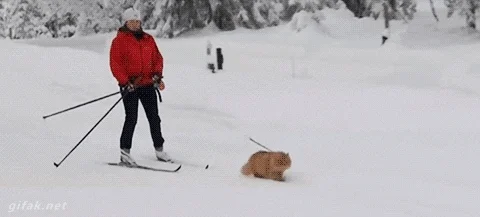 Cat Towing GIF