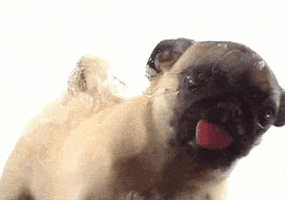 Dog Licking GIF