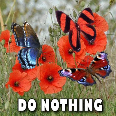 Keep Quiet Butterflies GIF