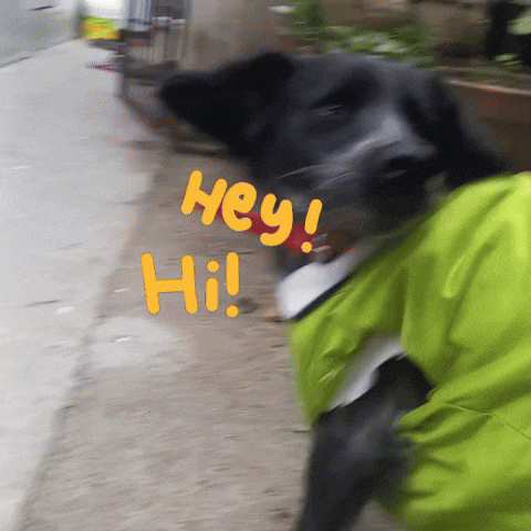 Dog Running Hii Hey Sup Cutedog GIF