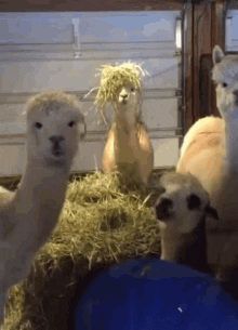 Video gif. A group of alpacas gather in a barn full of hay. Zoom in on an Alpaca that stares straight at us and nonchalantly wears a pile of hay on its head like a messy wig. 