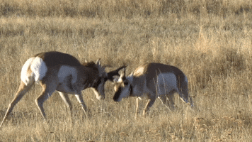Fight Win GIF by U.S. Fish and Wildlife Service