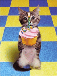 birthday cat gifs | WiffleGif